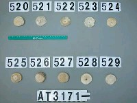 藏品(芋螺貝)的圖片